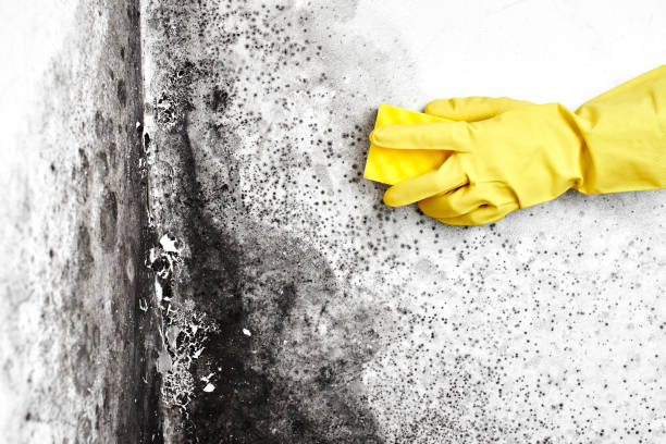 Why You Should Choose Our Mold Remediation Services in Moscow Mills, MO